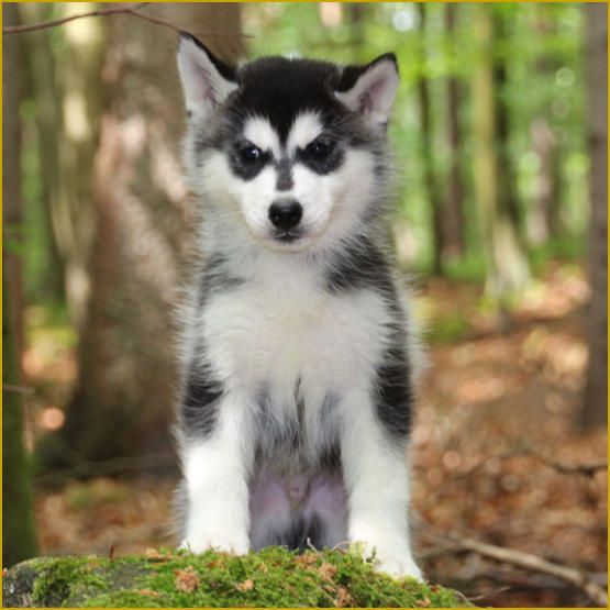 Siberian Husky Nordic Fire