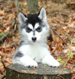 Siberian Husky Nordic Fire