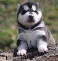 Siberian Husky Nordic Fire