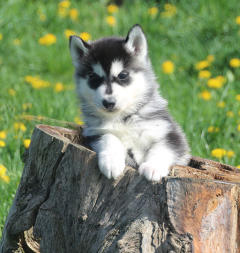 Siberian Husky Nordic Fire