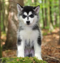 Siberian Husky Nordic Fire