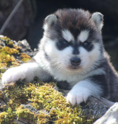 Siberian Husky Nordic Fire