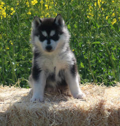 Siberian Husky Nordic Fire