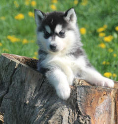 Siberian Husky Nordic Fire