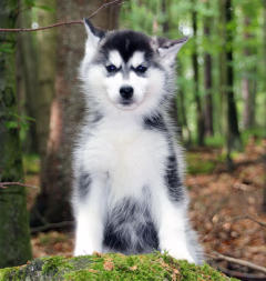 Siberian Husky Nordic Fire