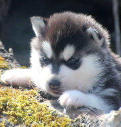 Siberian Husky Nordic Fire