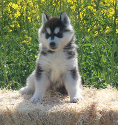 Siberian Husky Nordic Fire