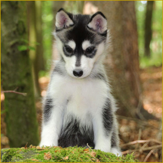 Siberian Husky Nordic Fire