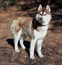 Siberian Husky Nordic Fire