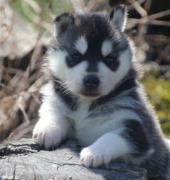 Siberian Husky Nordic Fire