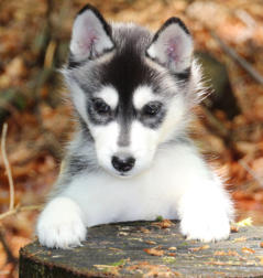 Siberian Husky Nordic Fire