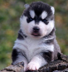 Siberian Husky Nordic Fire