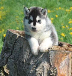 Siberian Husky Nordic Fire