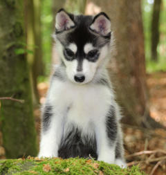 Siberian Husky Nordic Fire