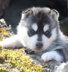 Siberian Husky Nordic Fire