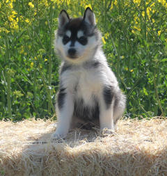 Siberian Husky Nordic Fire