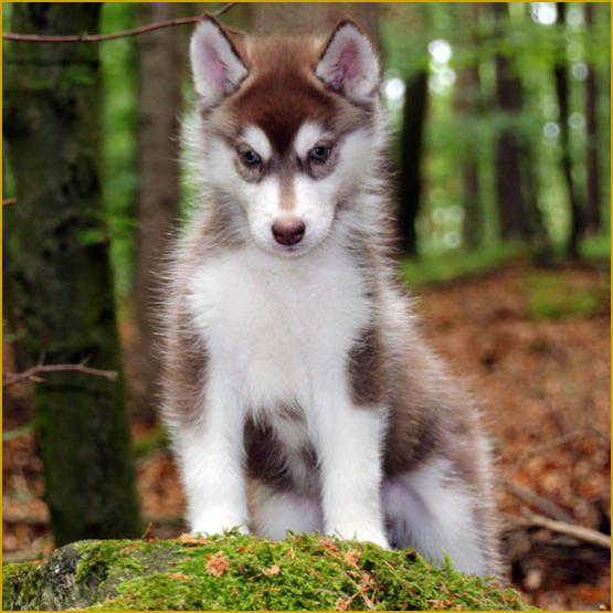 Siberian Husky Nordic Fire