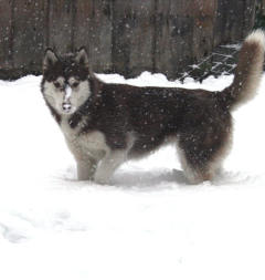 Siberian Husky Nordic Fire