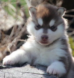 Siberian Husky Nordic Fire