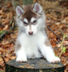 Siberian Husky Nordic Fire