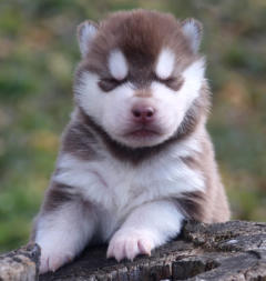 Siberian Husky Nordic Fire