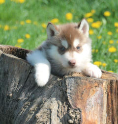 Siberian Husky Nordic Fire