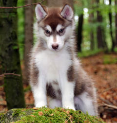 Siberian Husky Nordic Fire