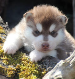 Siberian Husky Nordic Fire