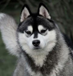 Siberian Husky Nordic Fire