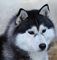 Siberian Husky Nordic Fire