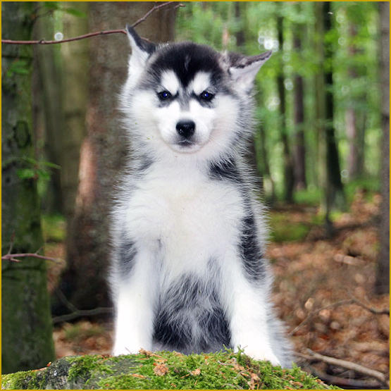 Siberian Husky Nordic Fire