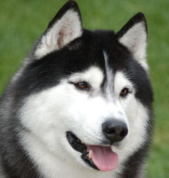 Siberian Husky Nordic Fire