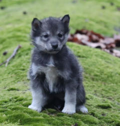 Siberian Husky Nordic Fire