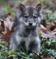 Siberian Husky Nordic Fire