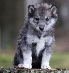 Siberian Husky Nordic Fire