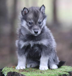 Siberian Husky Nordic Fire