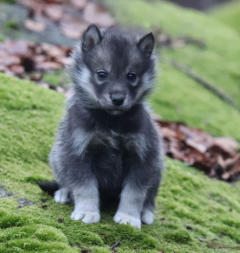 Siberian Husky Nordic Fire