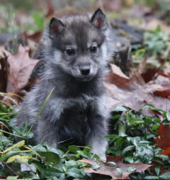 Siberian Husky Nordic Fire