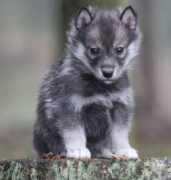 Siberian Husky Nordic Fire