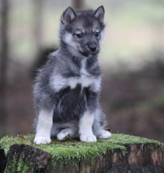 Siberian Husky Nordic Fire