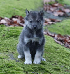 Siberian Husky Nordic Fire