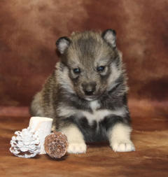 Siberian Husky Nordic Fire