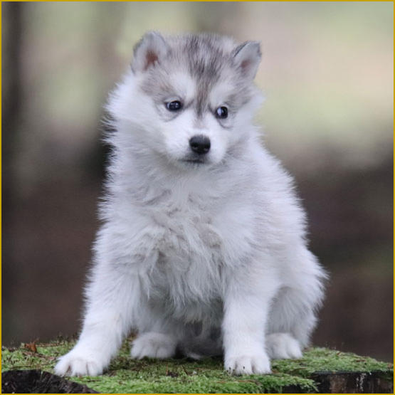 Siberian Husky Nordic Fire