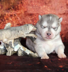 Siberian Husky Nordic Fire