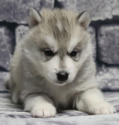 Siberian Husky Nordic Fire