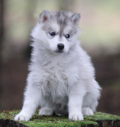 Siberian Husky Nordic Fire