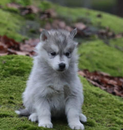 Siberian Husky Nordic Fire