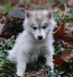 Siberian Husky Nordic Fire