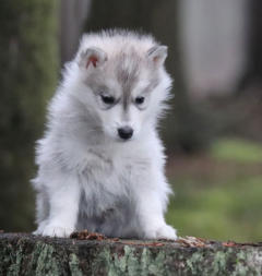 Siberian Husky Nordic Fire