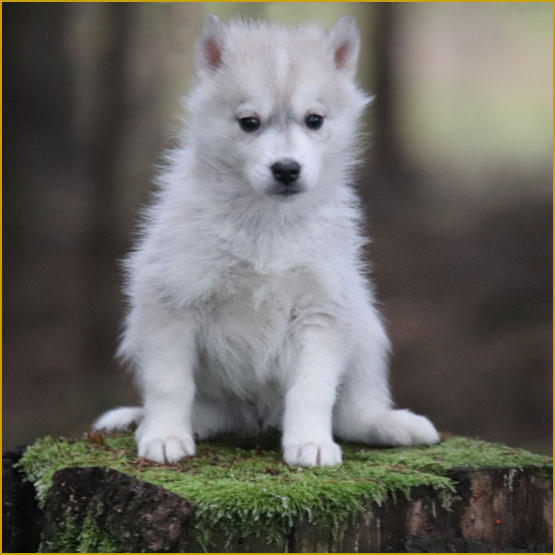 Siberian Husky Nordic Fire